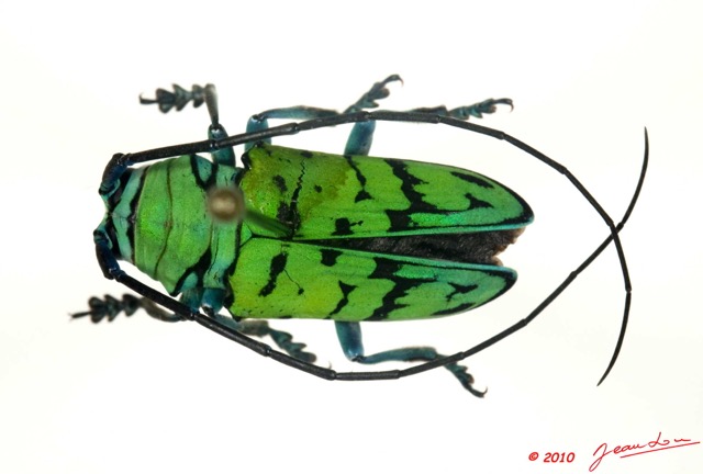 094 Coleoptere 37a (FD) Cerambycidae Sternotomis calais 10E5K2IMG_59393wtmk.jpg