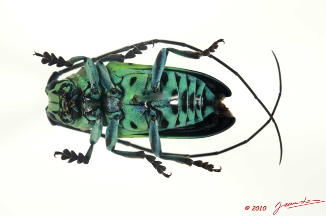 095 Coleoptere 37a (FV) Cerambycidae Sternotomis calais 10E5K2IMG_59394wtmk.jpg