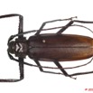 098 Coleoptere 39d (FD) Cerambycidae Macrotoma gracilipes 10E5K2IMG_59429wtmk.jpg