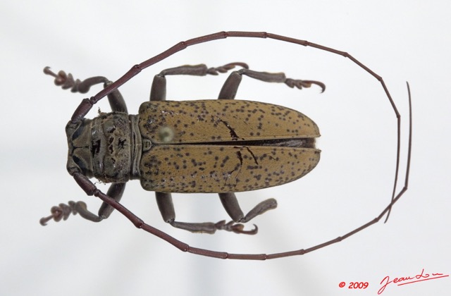 001 Coleoptere 33b (FD) Cerambycidae 9E5K2IMG_54261wtmk.jpg