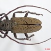 001 Coleoptere 33b (FD) Cerambycidae 9E5K2IMG_54261wtmk.jpg