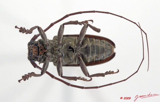 002 Coleoptere 33b (FV) Cerambycidae 9E5K2IMG_54263wtmk.jpg