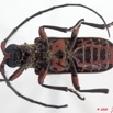 004 Coleoptere 33c (FV) Cerambycidae 9E5K2IMG_54292wtmk.jpg