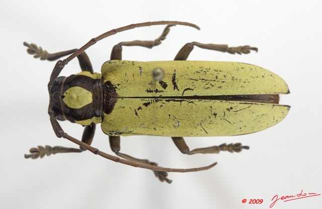 005 Coleoptere 33d (FD) Cerambycidae 9E5K2IMG_54297wtmk.jpg