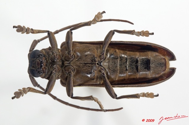 006 Coleoptere 33d (FV) Cerambycidae 9E5K2IMG_54301wtmk.jpg