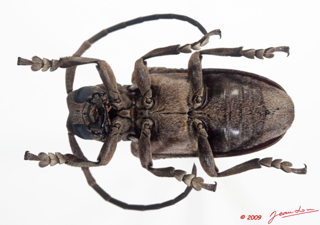 008 Coleoptere 34b (FV) Cerambycidae 9E5K2IMG_54314wtmk.jpg