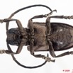 008 Coleoptere 34b (FV) Cerambycidae 9E5K2IMG_54314wtmk.jpg