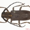 009 Coleoptere 35b (FD) Cerambycidae 9E5K2IMG_57070wtmk.jpg