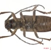 010 Coleoptere 35b (FV) Cerambycidae 9E5K2IMG_57071wtmk.jpg