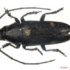 013 Coleoptere 37d (FD) Cerambycidae Pinacosterma nachtigali 10E5K2IMG_59400wtmk.jpg