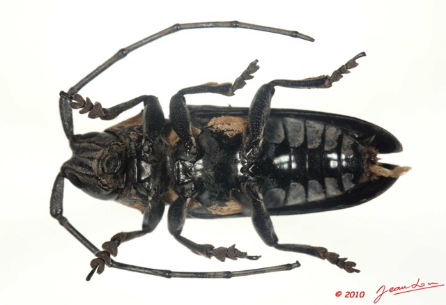 014 Coleoptere 37d (FV) Cerambycidae Pinacosterma nachtigali 10E5K2IMG_59401wtmk.jpg