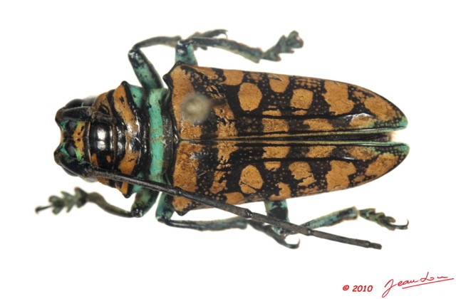015 Coleoptere 38a (FD) Cerambycidae Sternotomis sp 10E5K2IMG_59403wtmk.jpg