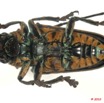 016 Coleoptere 38a (FV) Cerambycidae Sternotomis sp 10E5K2IMG_59404wtmk.jpg