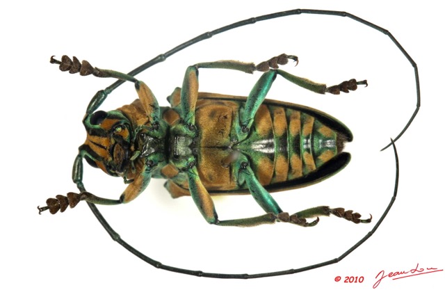 018 Coleoptere 38b (FV) Cerambycidae Sternotomini Sternotomis pulchra m 10E5K2IMG_59406wtmk.jpg