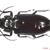 021 Coleoptere 39b (FD) Cerambycidae Stenodontes downesi f 10E5K2IMG_59424wtmk.jpg
