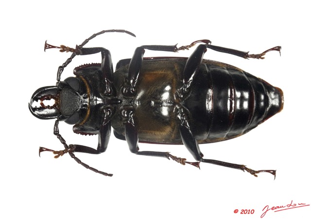 022 Coleoptere 39b (FV) Cerambycidae Stenodontes downesi f 10E5K2IMG_59425wtmk.jpg