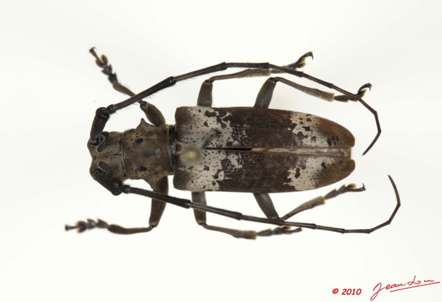 023 Coleoptere 42a (FD) Cerambycidae 10E5K2IMG_64216wtmk.jpg