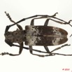 023 Coleoptere 42a (FD) Cerambycidae 10E5K2IMG_64216wtmk.jpg