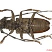 024 Coleoptere 42a (FV) Cerambycidae 10E5K2IMG_64217wtmk.jpg