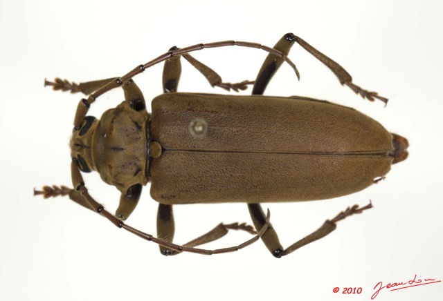 025 Coleoptere 42d (FD) Cerambycidae 10E5K2IMG_64224wtmk.jpg
