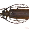 027 Coleoptere 44c (FD) Cerambycidae Tithoes sp 10E5K2IMG_64252wtmk.jpg