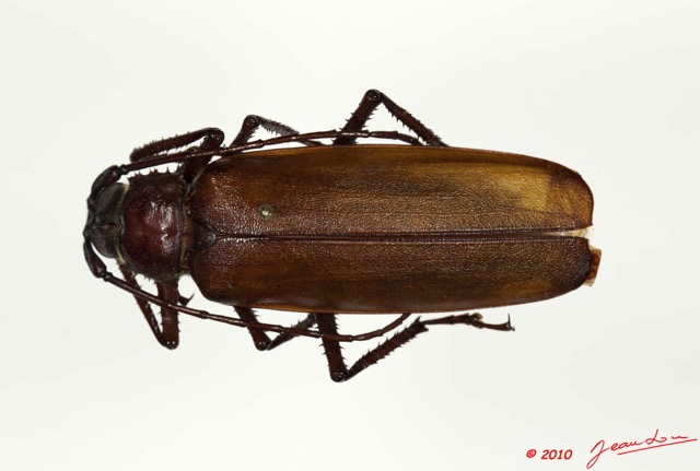 029 Coleoptere 44d (FD) Cerambycidae Macrotoma serripes f 10E5K2IMG_64255wtmk.jpg