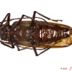 030 Coleoptere 44d (FV) Cerambycidae Macrotoma serripes f 10E5K2IMG_64256wtmk.jpg