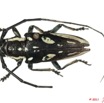 033 Coleoptere 46c (FD) Cerambycidae 11E5K2IMG_66265wtmk.jpg
