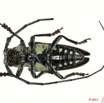 034 Coleoptere 46c (FV) Cerambycidae 11E5K2IMG_66266wtmk.jpg