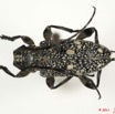 035 Coleoptere 48d (FD) Cerambycidae 11E5K2IMG_68546wtmk.jpg