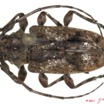 039 Coleoptere 51a (FD) Cerambycidae 11E5K2IMG_68571wtmk.jpg