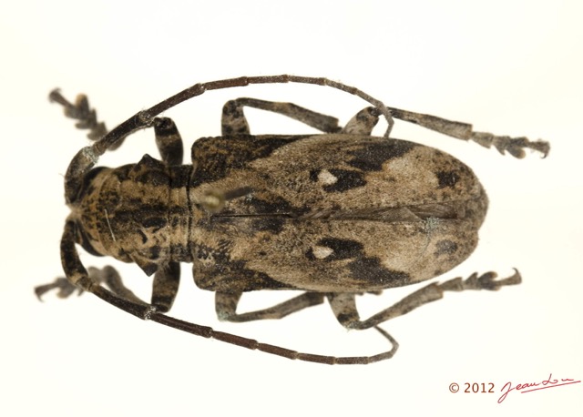 045 Coleoptere 57d (FD) Cerambycidae 12E5K2IMG_73841wtmk.jpg