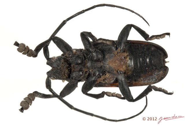 048 Coleoptere 59b (FV) Cerambycidae Ceroplesis sp 12E5K2IMG_76683wtmk.jpg
