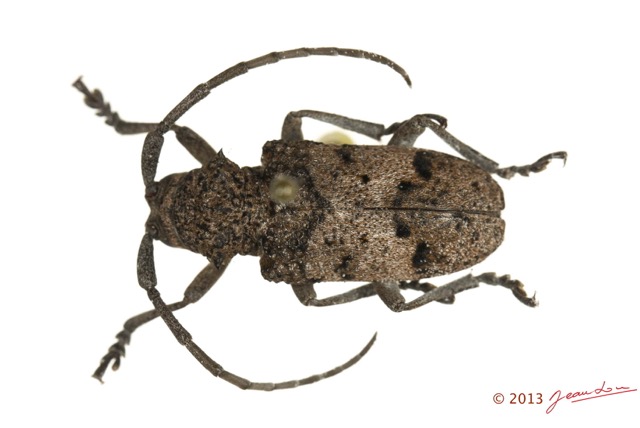 049 Coleoptere 61b (FD) Cerambycidae 13E5K3IMG_90831wtmk.jpg