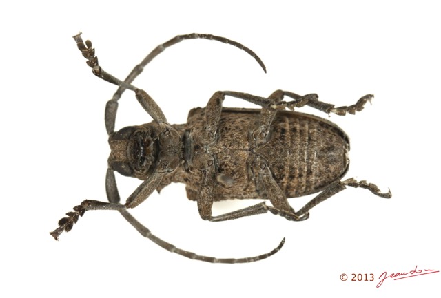 050 Coleoptere 61b (FV) Cerambycidae 13E5K3IMG_90832wtmk.jpg