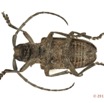050 Coleoptere 61b (FV) Cerambycidae 13E5K3IMG_90832wtmk.jpg