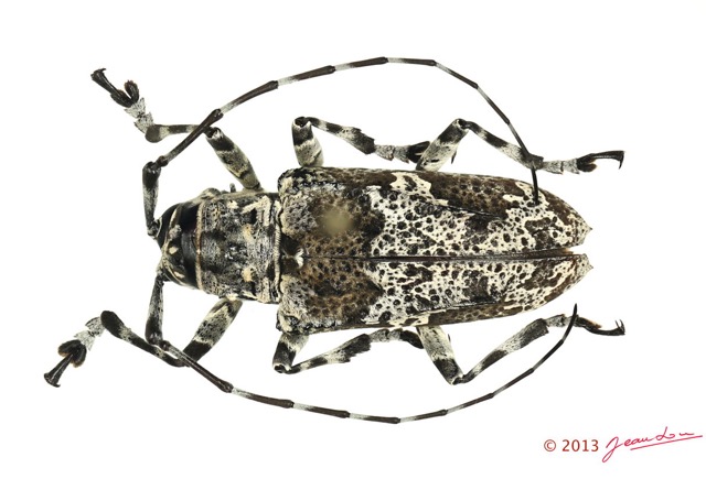 051 Coleoptere 62a (FD) Cerambycidae 13E5K3IMG_91463 PCawtmk.jpg