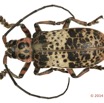 053 Coleoptere 63b (FD) Cerambycidae 14E5K3IMG_97009 PdCawtmk.jpg