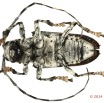 058 Coleoptere 63d (FV) Cerambycidae 14E5K3IMG_970146 PdCawtmk.jpg