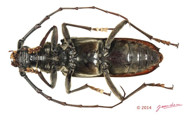060 Coleoptere 64a (FV) Cerambycidae 14E5K3IMG_970202 PdCawtmk.jpg