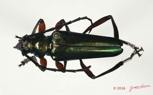 065 Coleoptera 67a (FD) Cerambycidae 16E5K3IMG_118897PdCawtmk.jpg