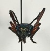 067 Coleoptera 67b Face Cerambycidae 16E5K3IMG_118980PdCawtmk.jpg
