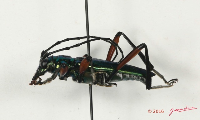 068 Coleoptera 67b Profil Cerambycidae 16E5K3IMG_118953PdCawtmk.jpg