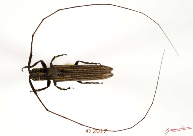 069 Coleoptera 68a (FD) Cerambycidae m 17E5K3IMG_124409awtmk.jpg