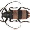 071 Coleoptera 68c (FD) Cerambycidae f 17E5K3IMG_124444awtmk.jpg