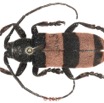072 Coleoptera 68c (FD) Cerambycidae f 17E5K3IMG_124446 PdCawtmk.jpg