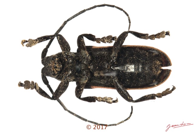 073 Coleoptera 68c (FV) Cerambycidae f 17E5K3IMG_124445awtmk.jpg