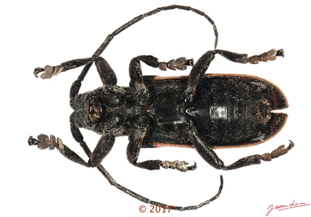 074 Coleoptera 68c (FV) Cerambycidae f 17E5K3IMG_124484 PdCawtmk.jpg