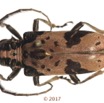 075 Coleoptera 68d (FD) Cerambycidae f 17E5K3IMG_124525awtmk.jpg