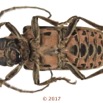 077 Coleoptera 68d (FV) Cerambycidae f 17E5K3IMG_124526awtmk.jpg